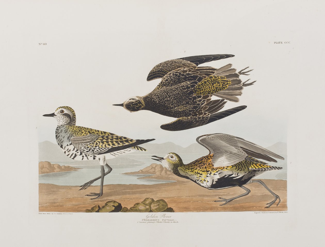 Illusztráció a "Birds of America"-ból alkotó: John James Audubon