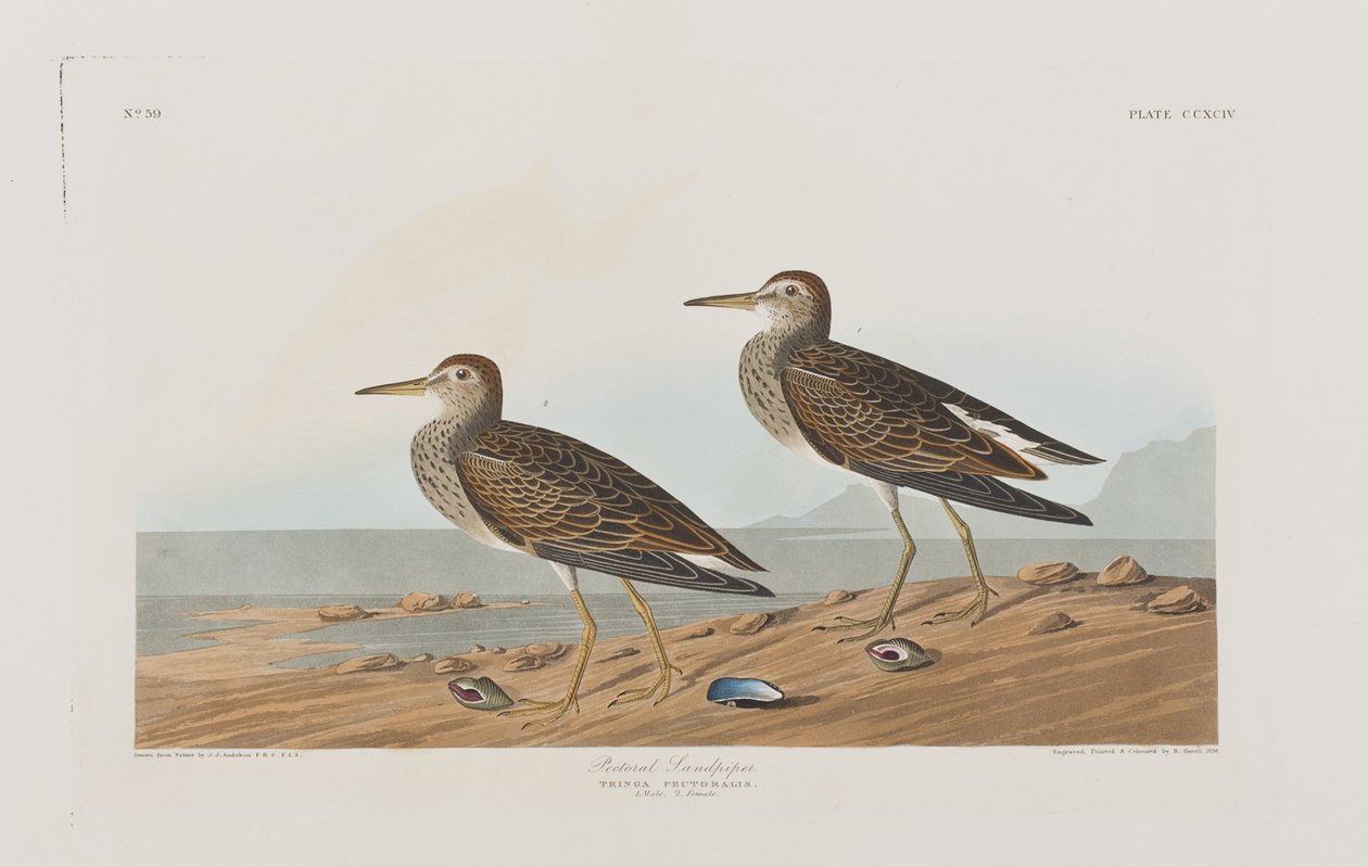 Illusztráció a "Birds of America"-ból alkotó: John James Audubon