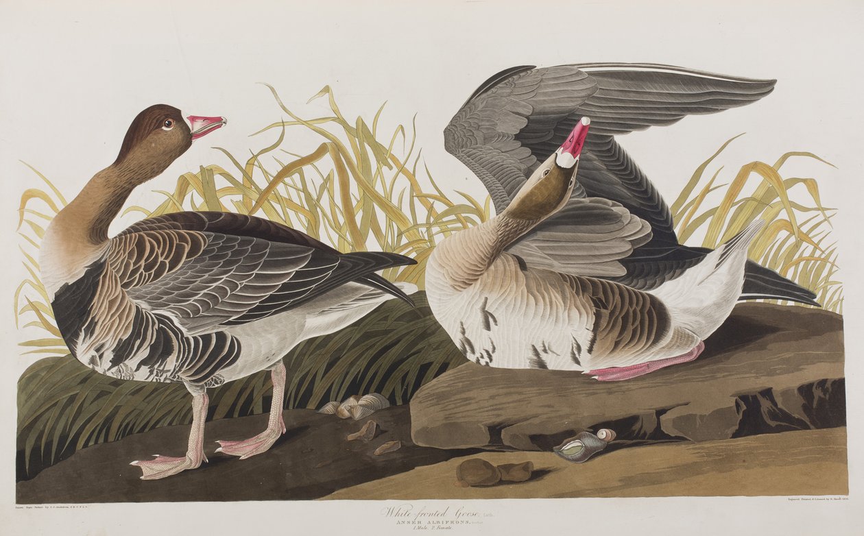 Illusztráció a "Birds of America"-ból alkotó: John James Audubon