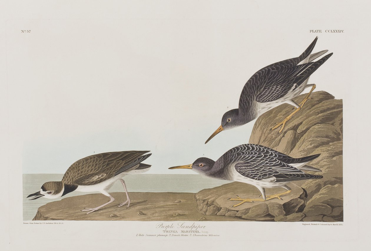 Illusztráció a "Birds of America"-ból alkotó: John James Audubon