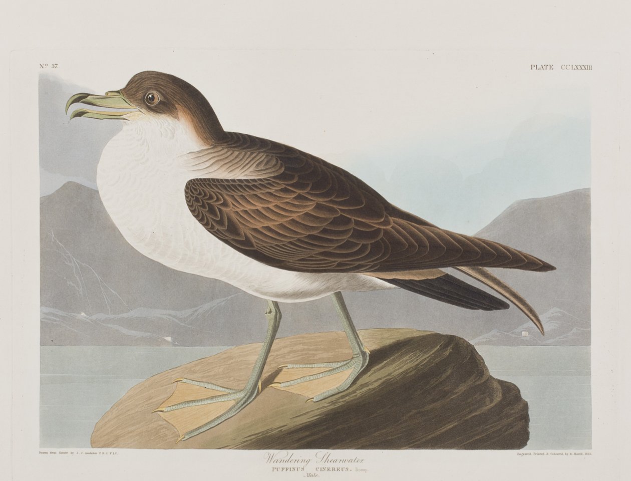 Illusztráció a "Birds of America"-ból alkotó: John James Audubon