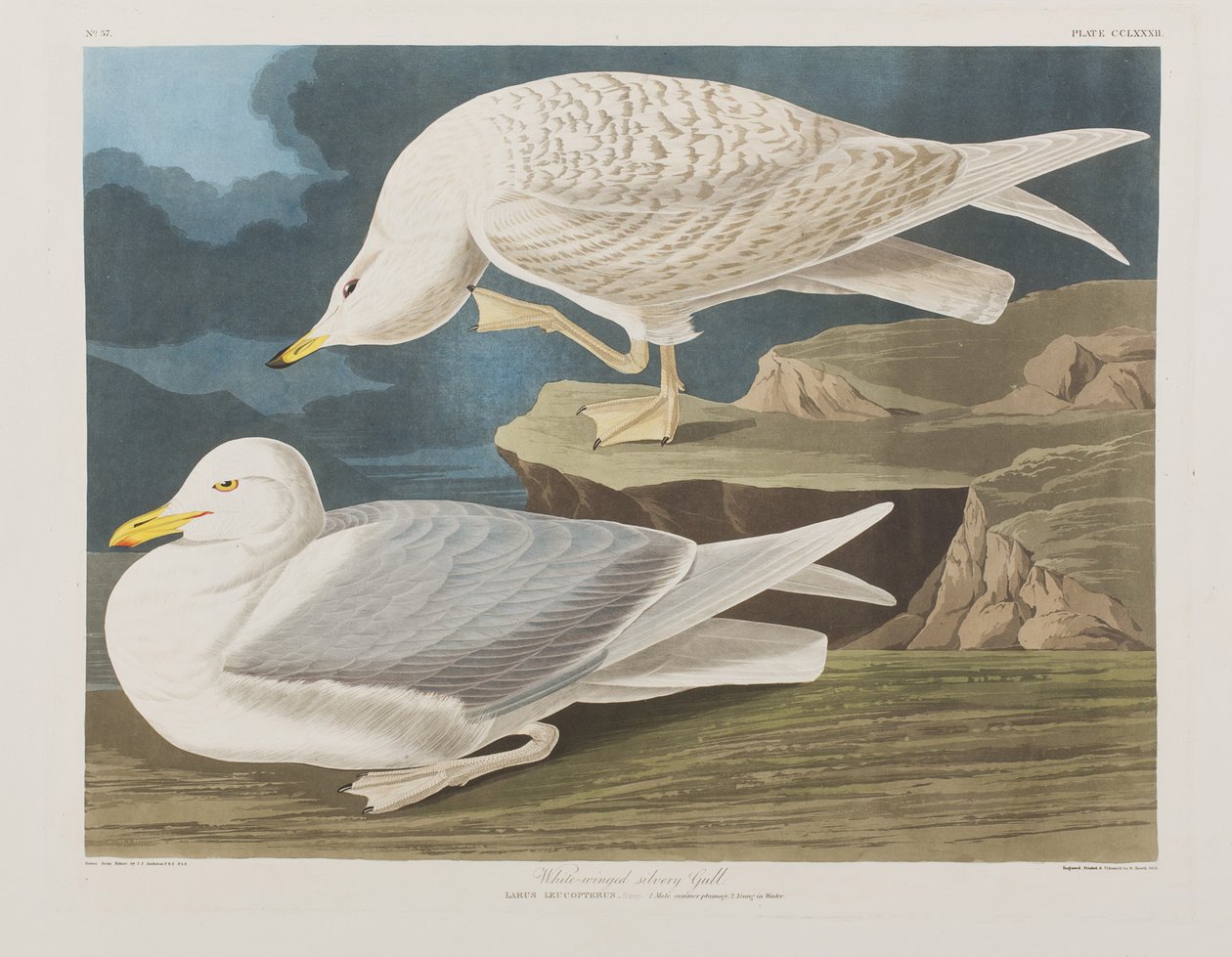 Illusztráció a "Birds of America"-ból alkotó: John James Audubon