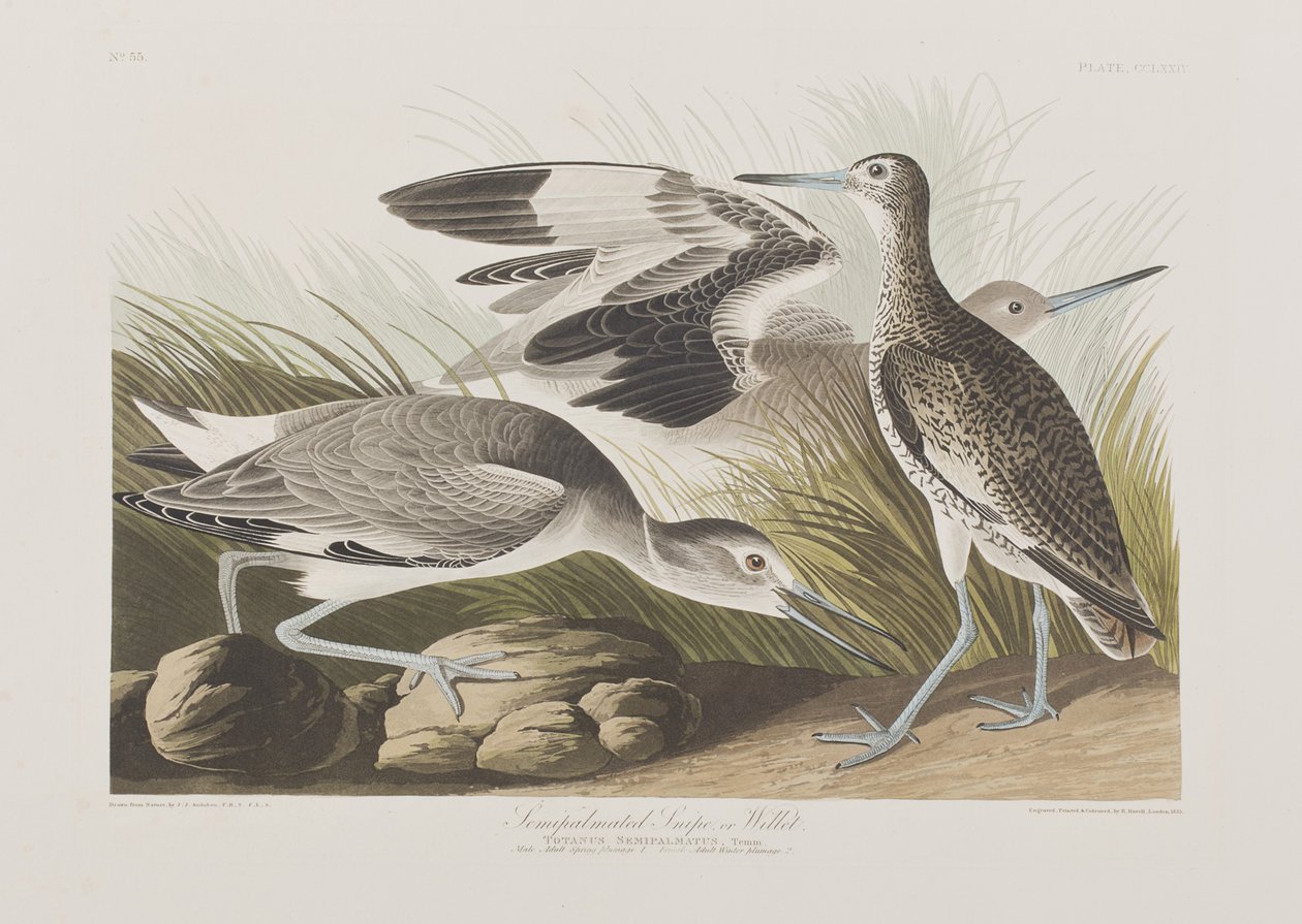 Illusztráció a "Birds of America"-ból alkotó: John James Audubon