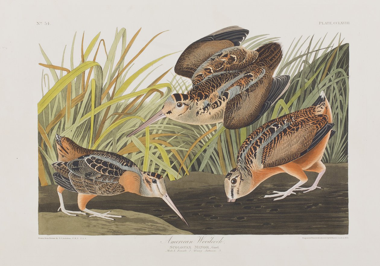 Illusztráció a "Birds of America"-ból alkotó: John James Audubon