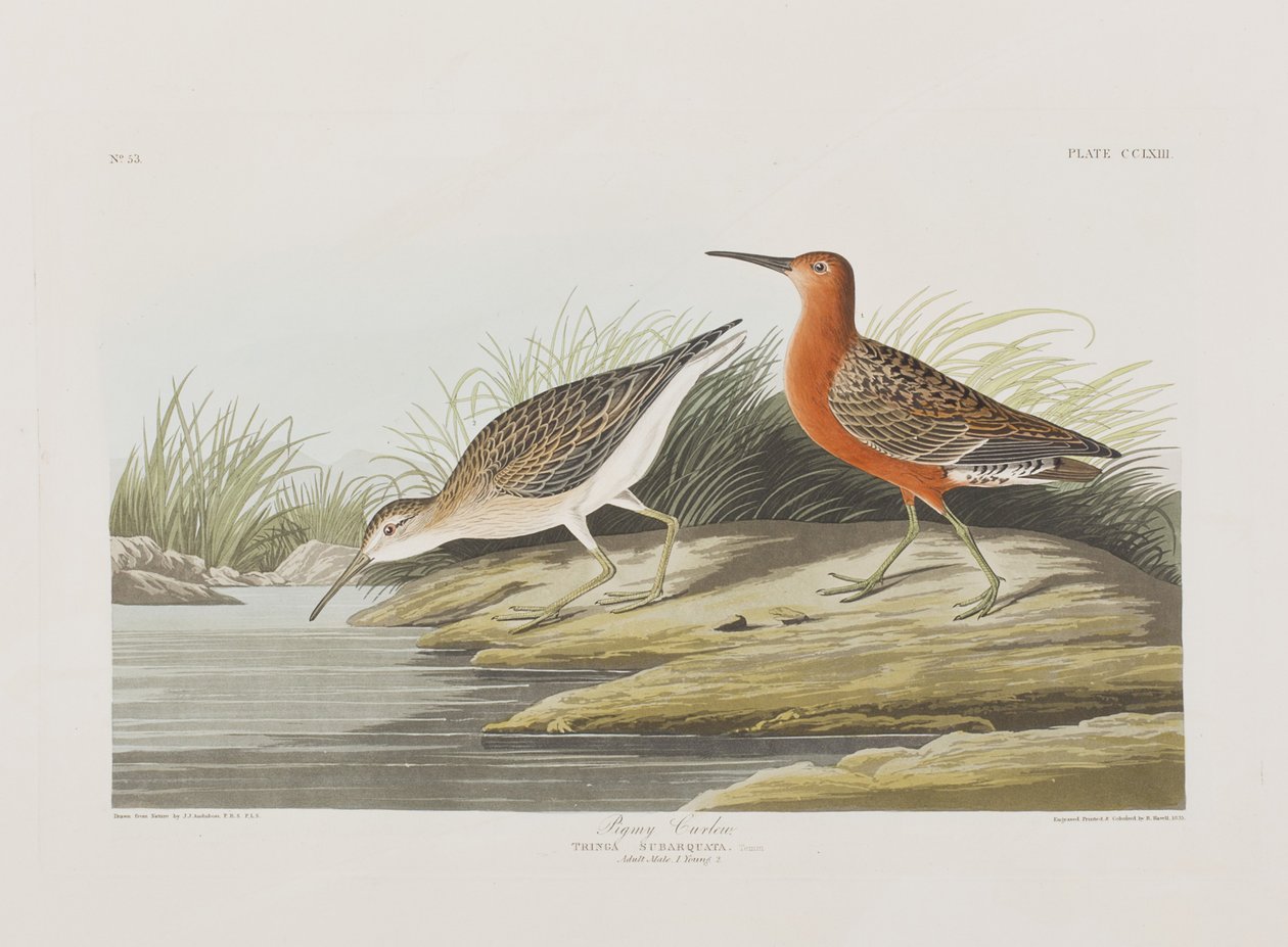 Illusztráció a "Birds of America"-ból alkotó: John James Audubon