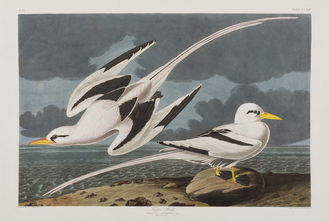 Illusztráció a "Birds of America"-ból alkotó: John James Audubon