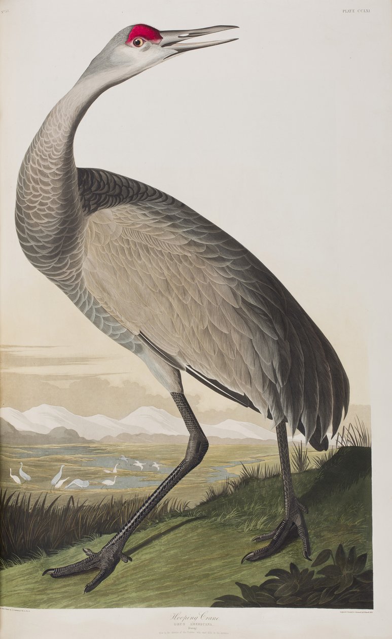 Illusztráció a "Birds of America"-ból alkotó: John James Audubon