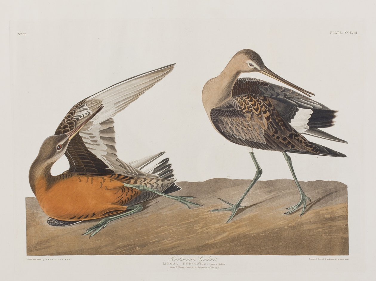 Illusztráció a "Birds of America"-ból alkotó: John James Audubon