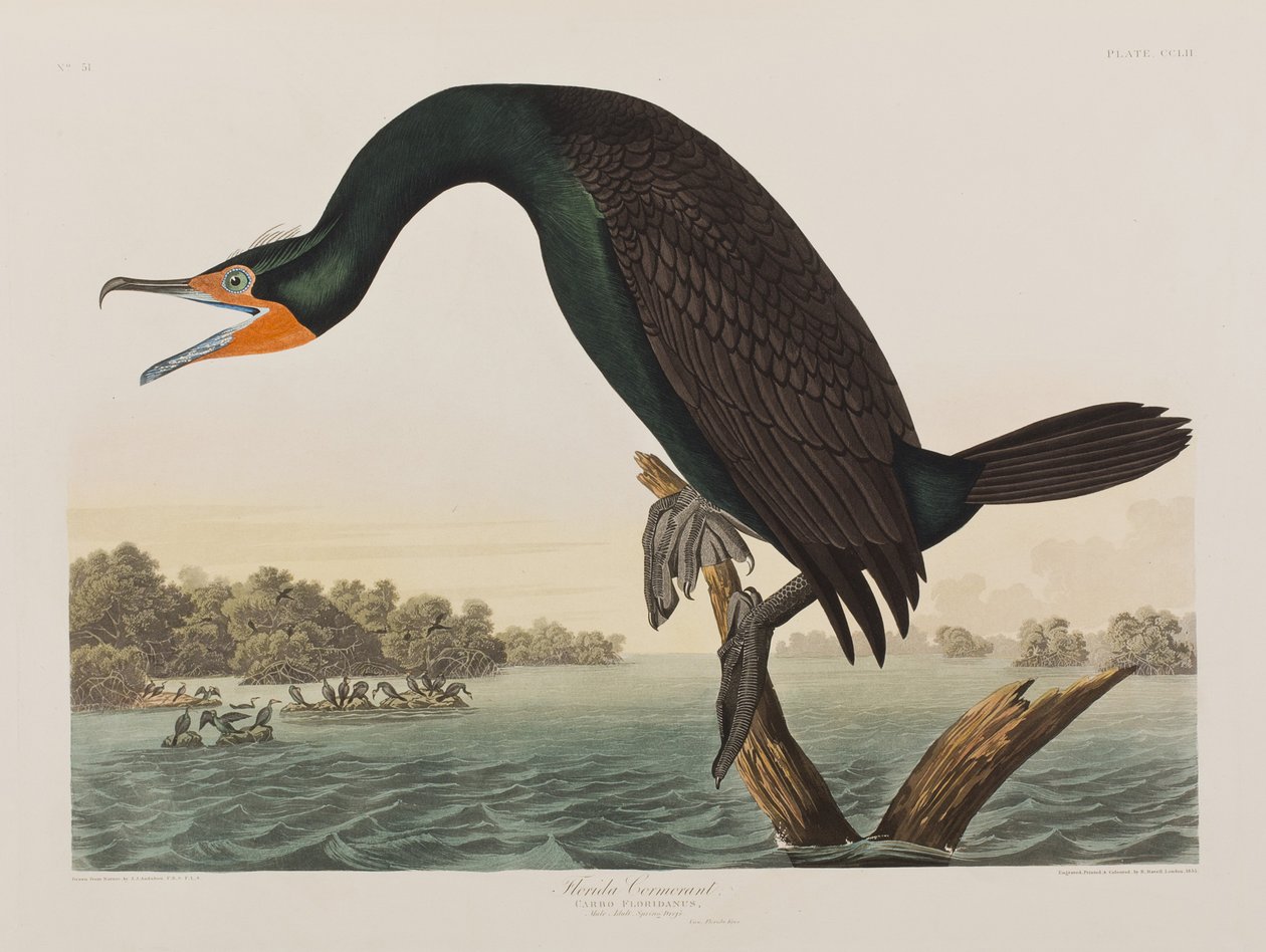Illusztráció a "Birds of America"-ból alkotó: John James Audubon
