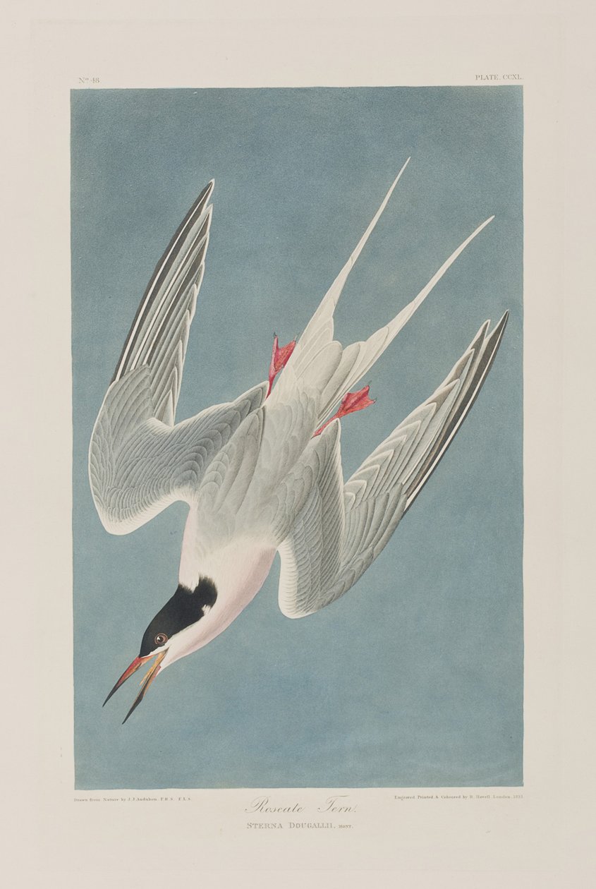Illusztráció a "Birds of America"-ból alkotó: John James Audubon