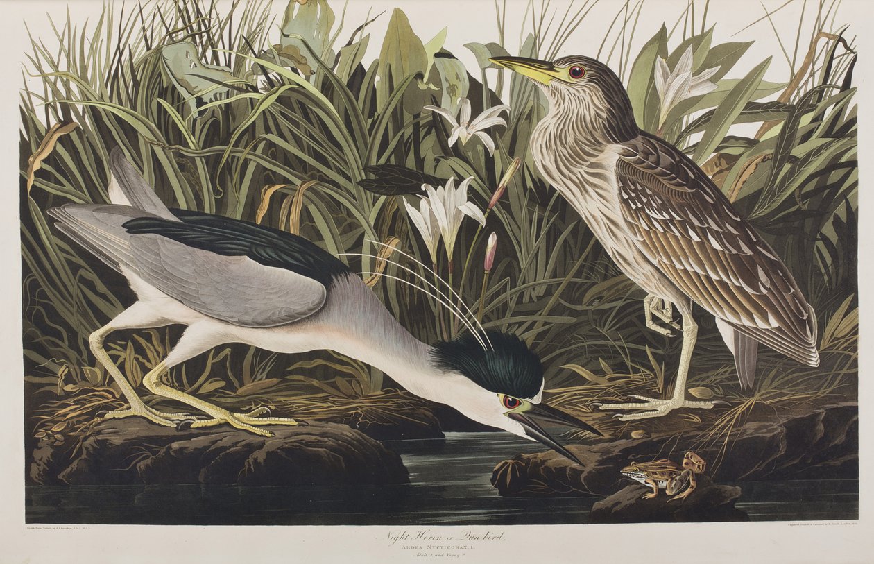 Illusztráció az "Amerika madarai"-ból alkotó: John James Audubon