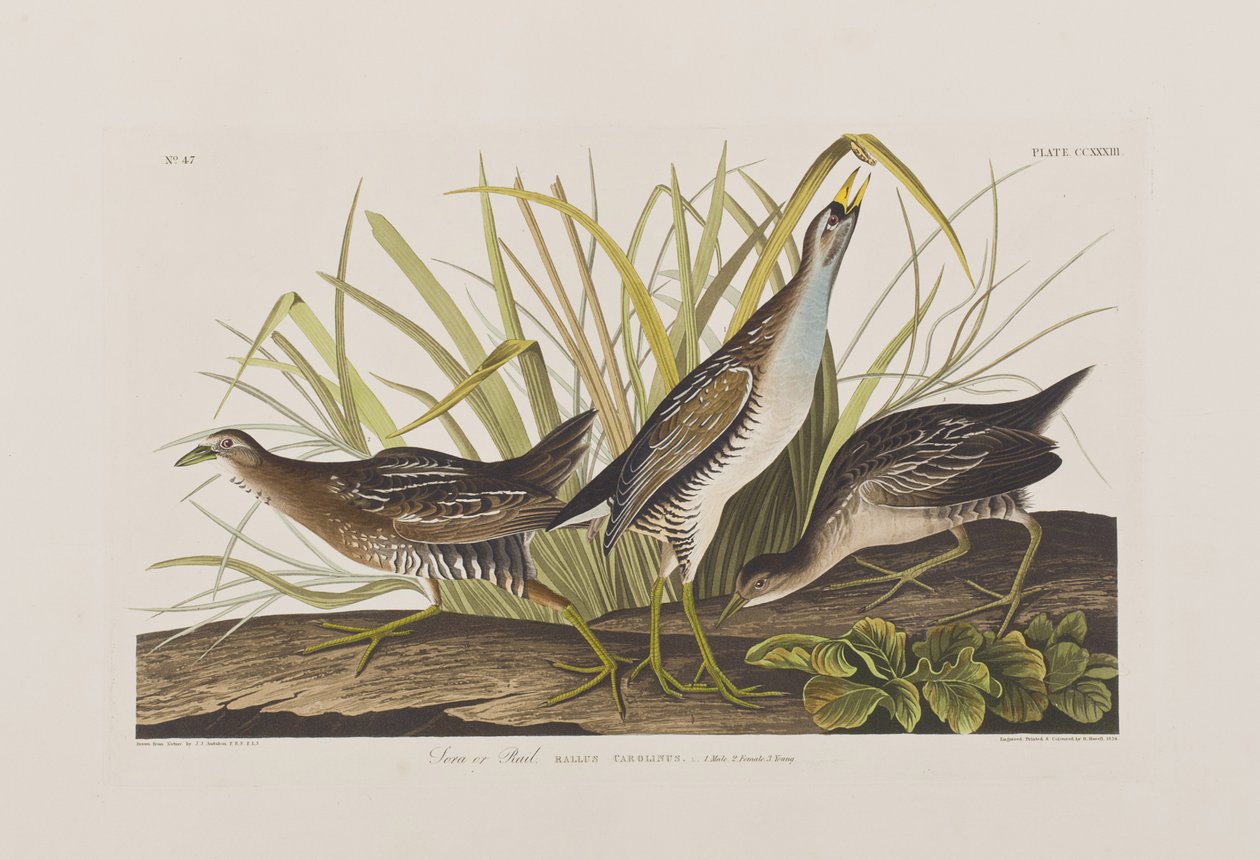 Illusztráció a "Birds of America"-ból alkotó: John James Audubon