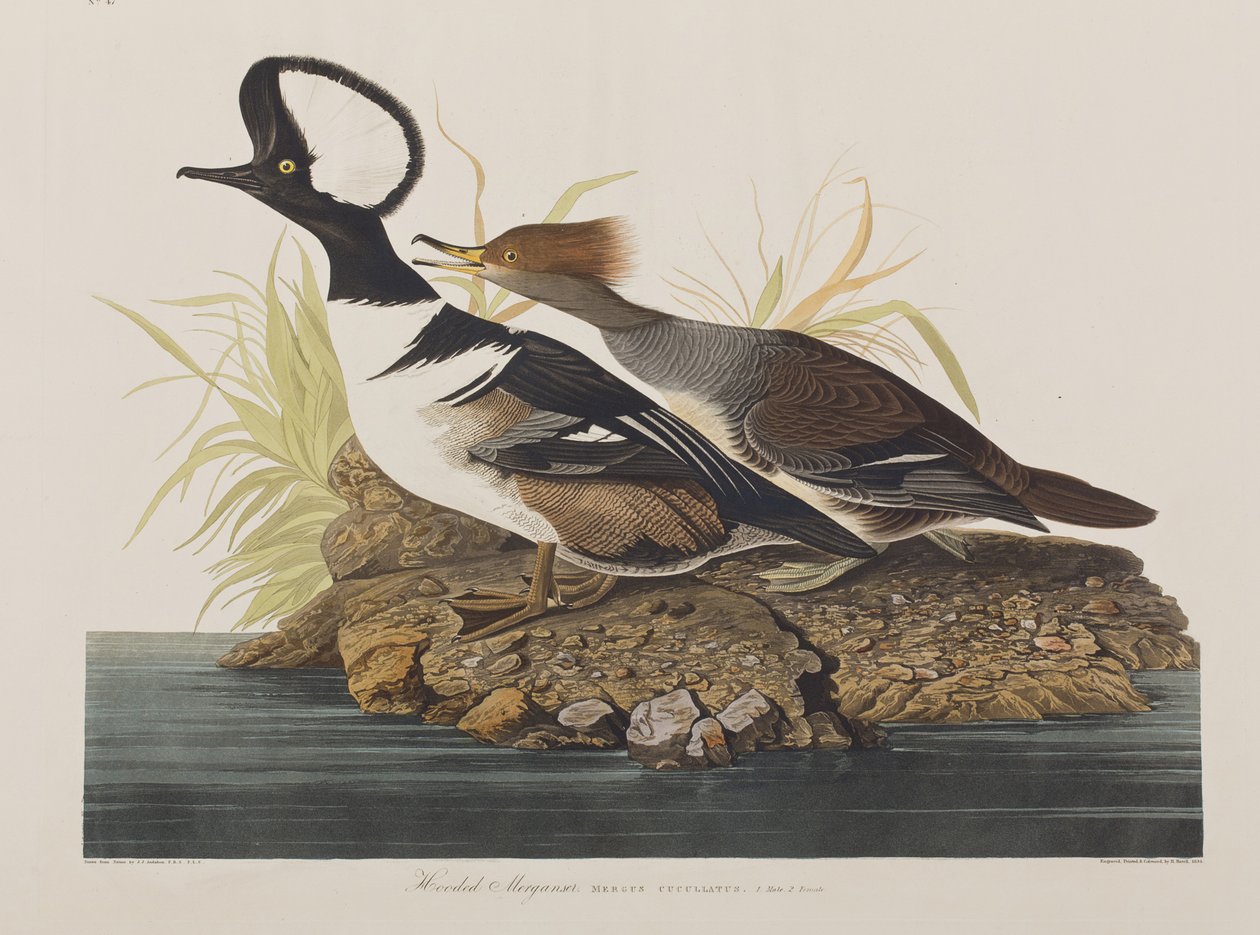 Illusztráció a "Birds of America"-ból alkotó: John James Audubon