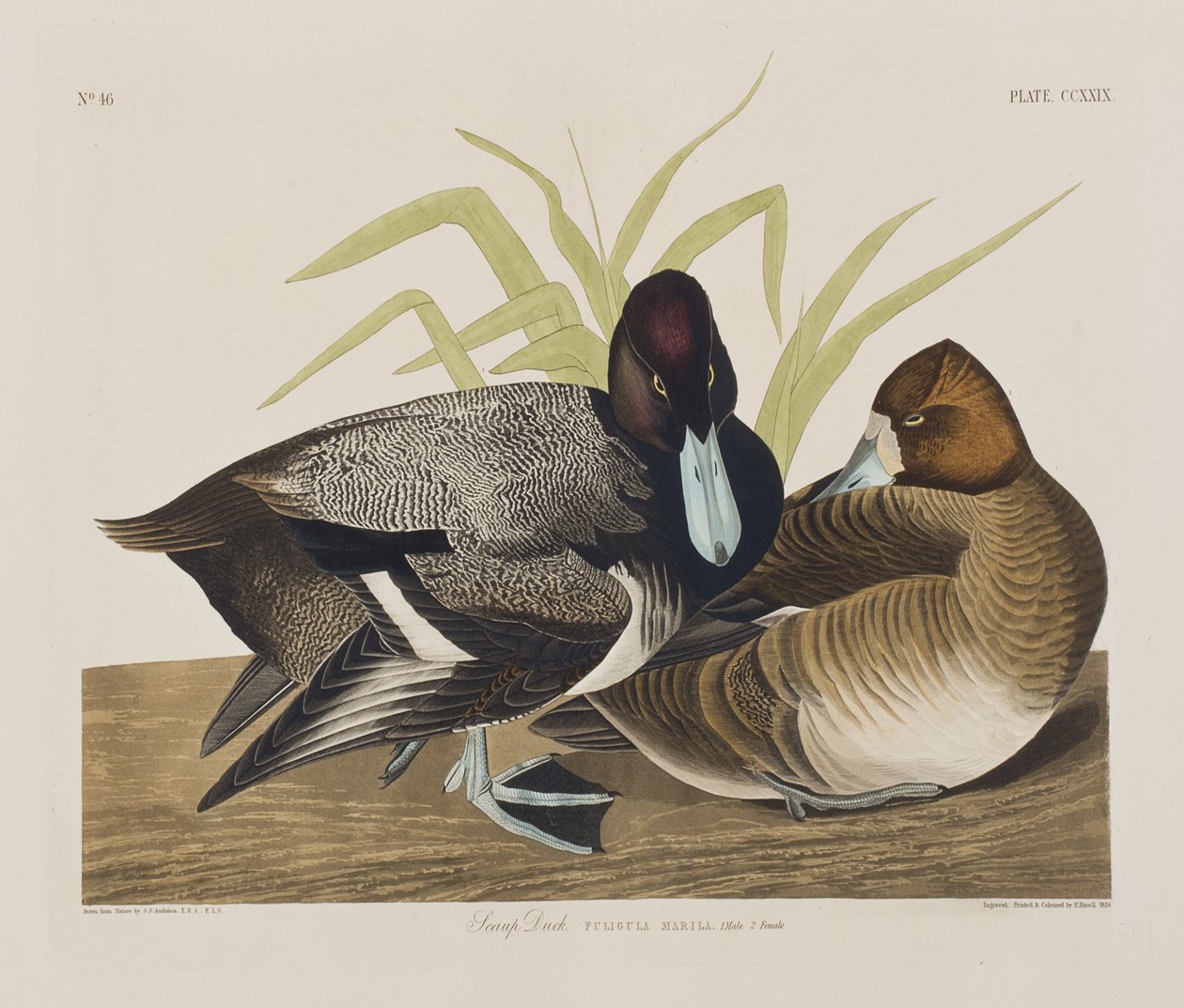 Illusztráció a "Birds of America"-ból alkotó: John James Audubon