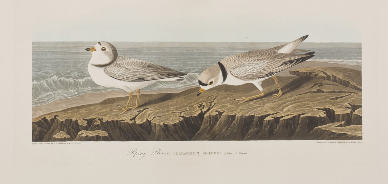 Illusztráció a "Birds of America"-ból alkotó: John James Audubon