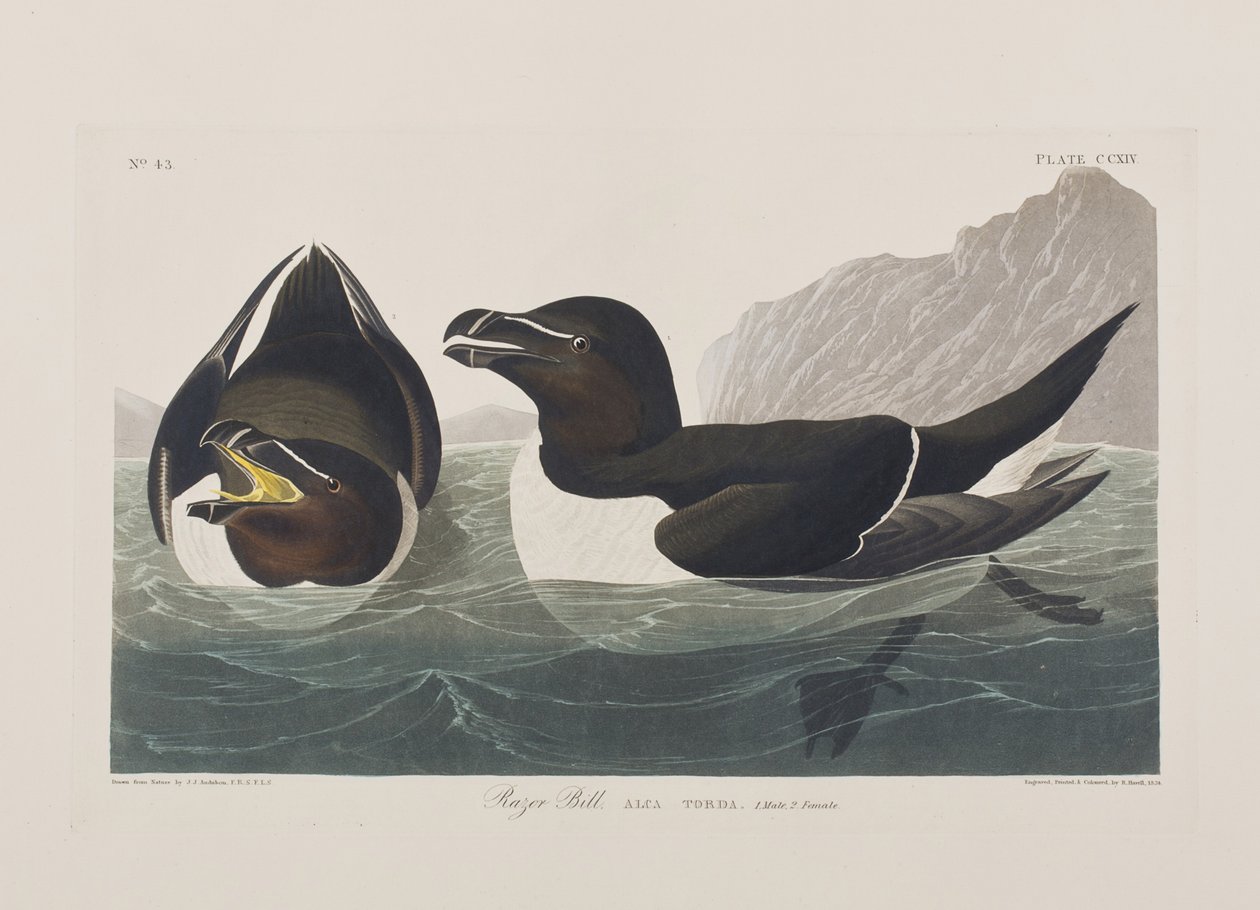 Illusztráció a "Birds of America"-ból alkotó: John James Audubon