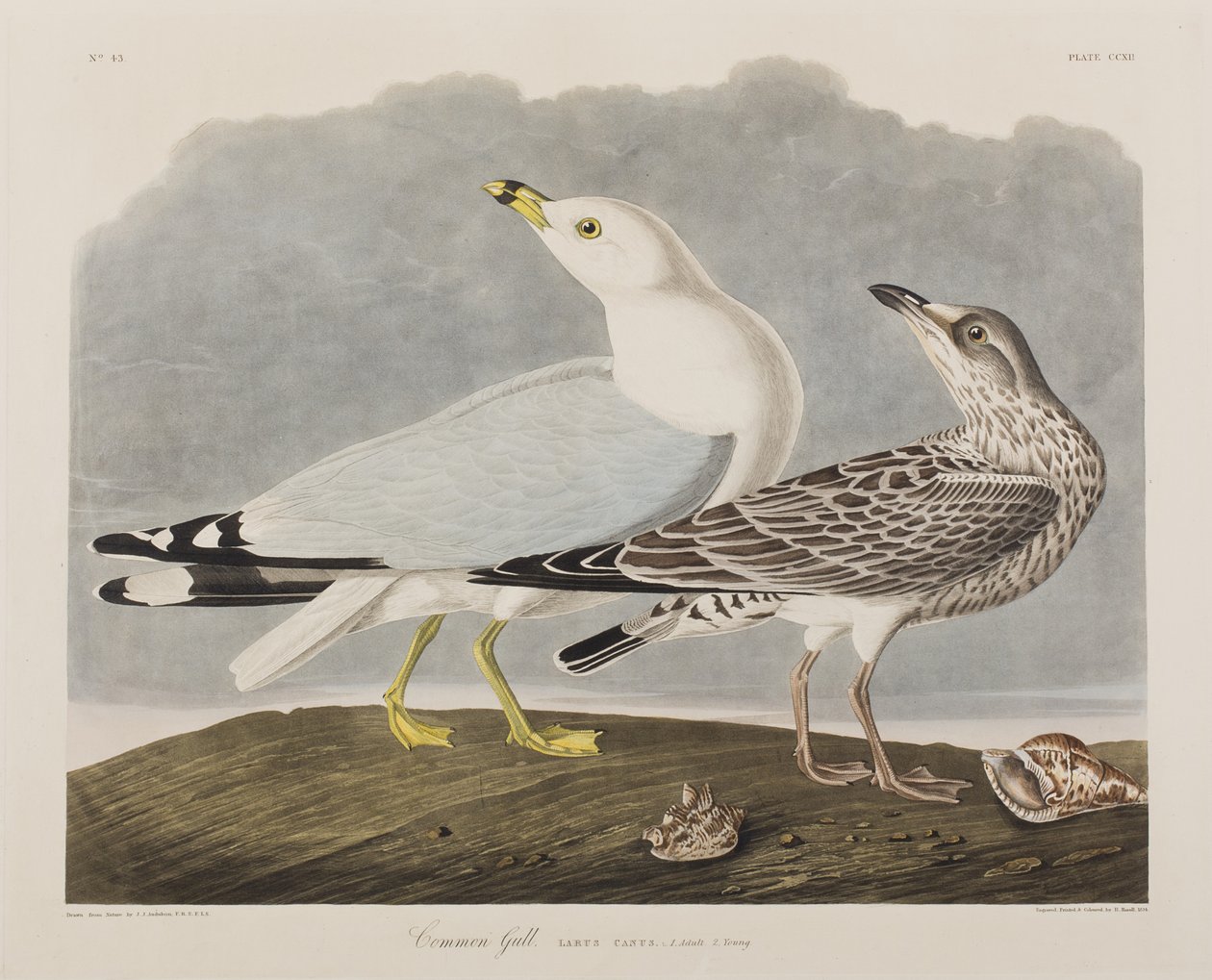 Illusztráció a "Birds of America"-ból alkotó: John James Audubon