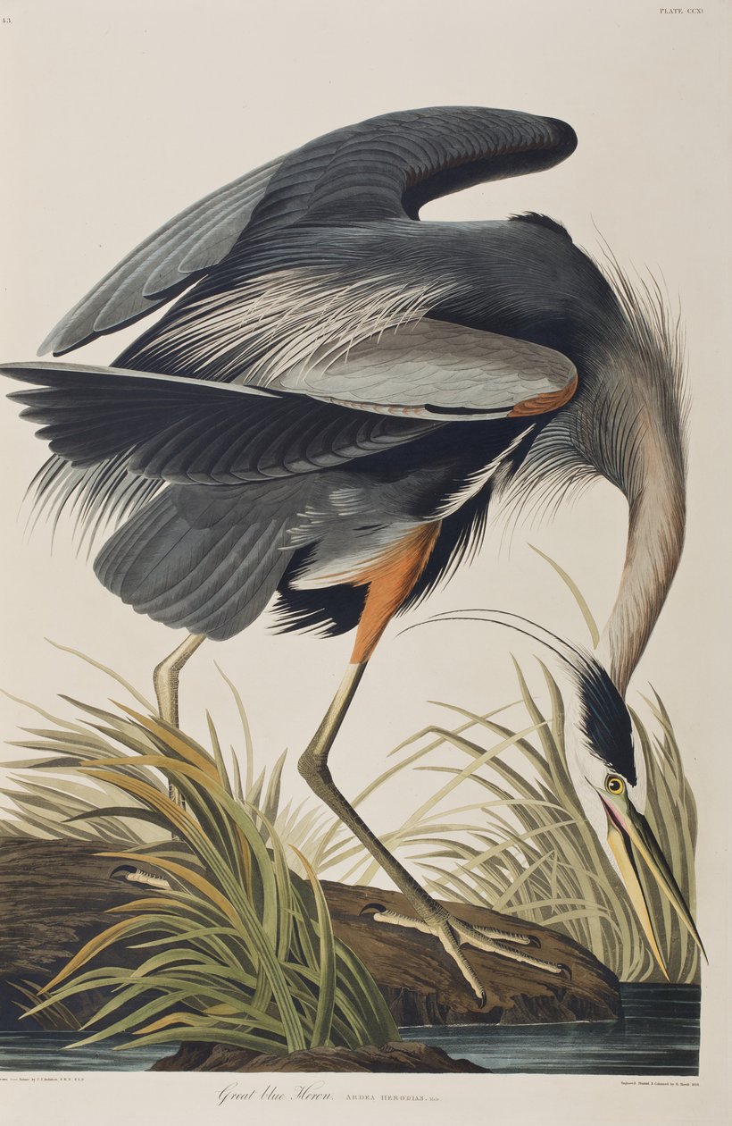 Illusztráció a "Birds of America"-ból alkotó: John James Audubon