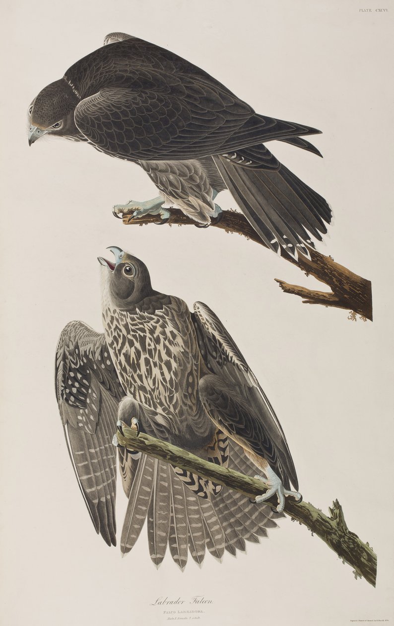 Illusztráció a "Birds of America"-ból alkotó: John James Audubon