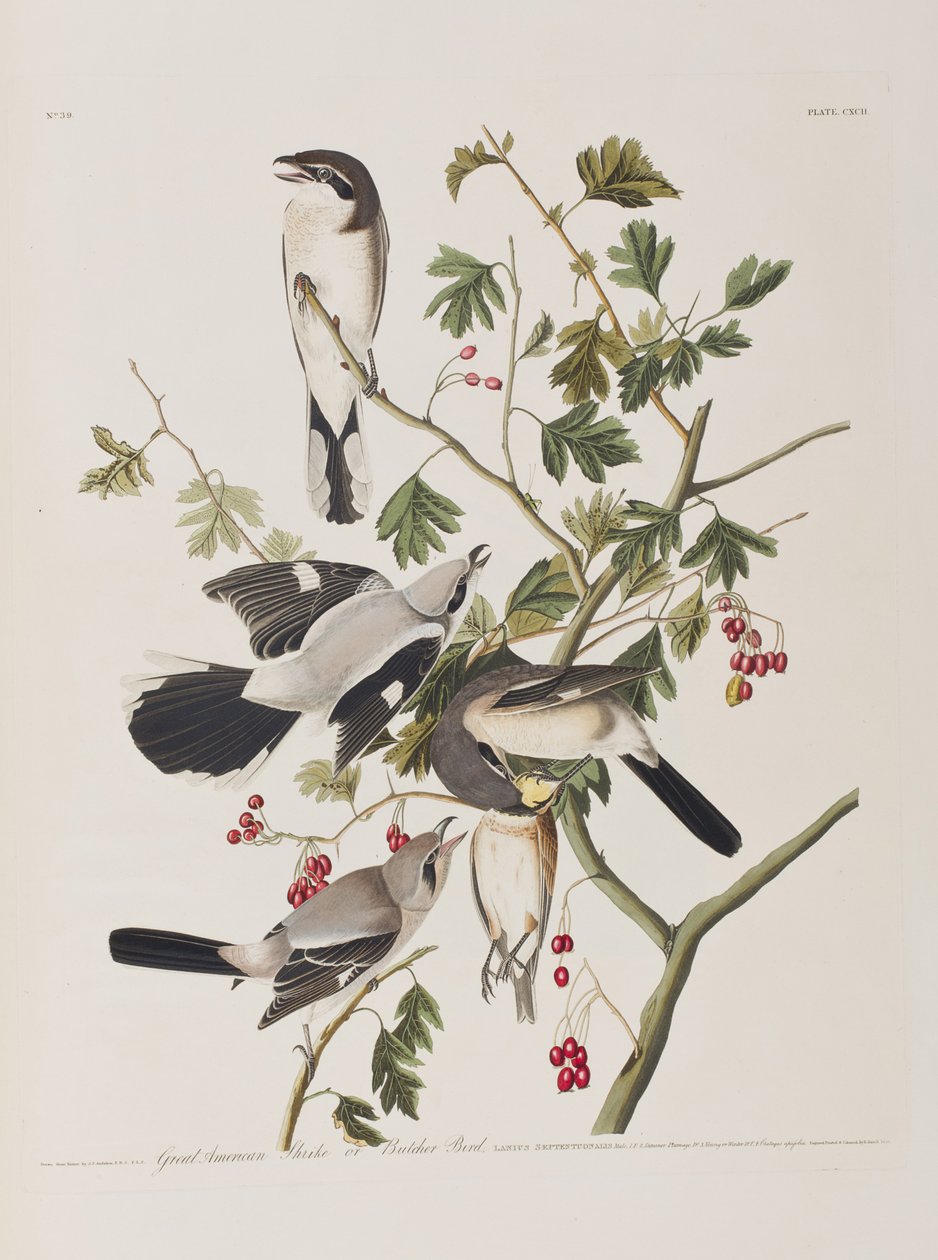 Illusztráció a "Birds of America"-ból alkotó: John James Audubon