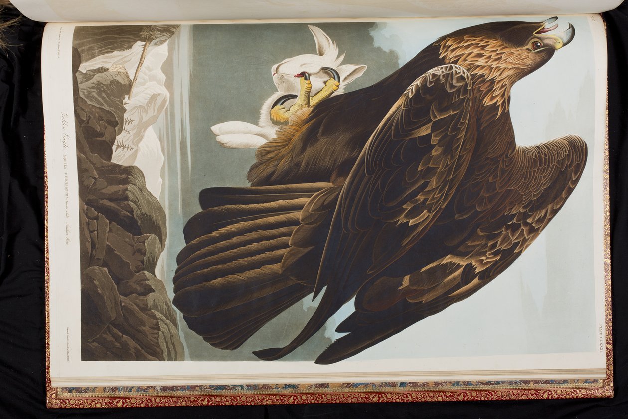 Illusztráció a "Birds of America"-ból alkotó: John James Audubon