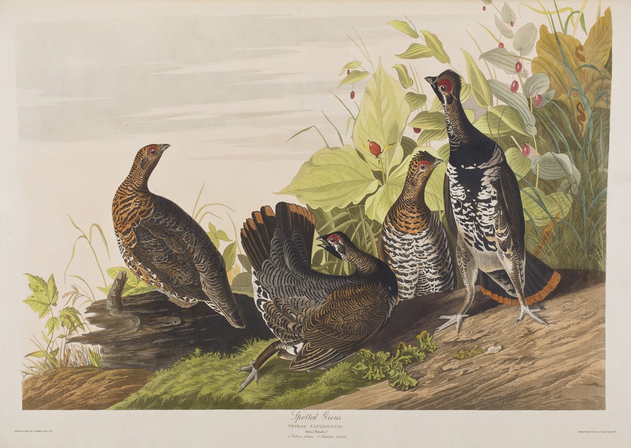Illusztráció a "Birds of America"-ból alkotó: John James Audubon