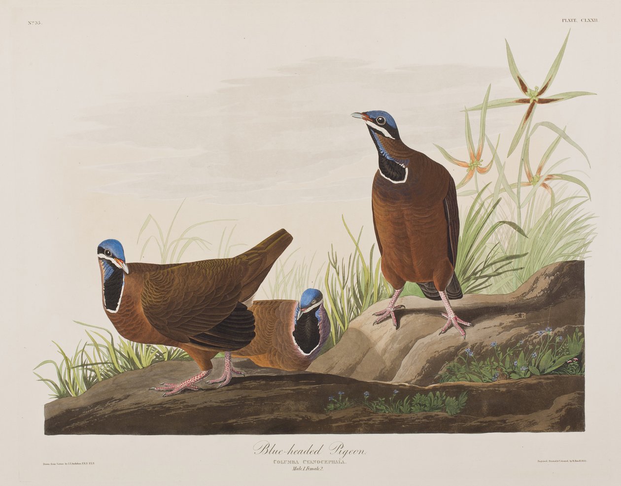 Illusztráció a "Birds of America"-ból alkotó: John James Audubon