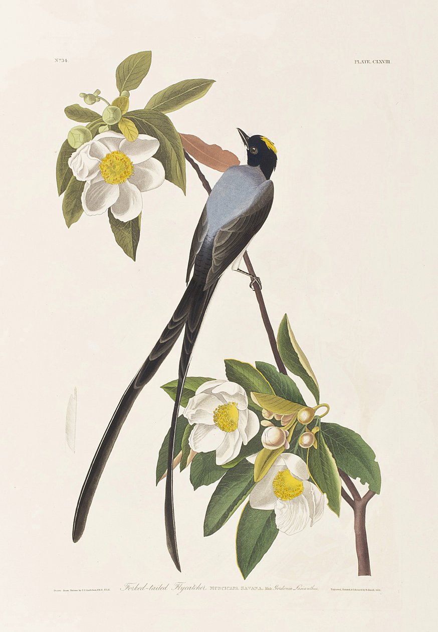 Illusztráció a "Birds of America"-ból alkotó: John James Audubon
