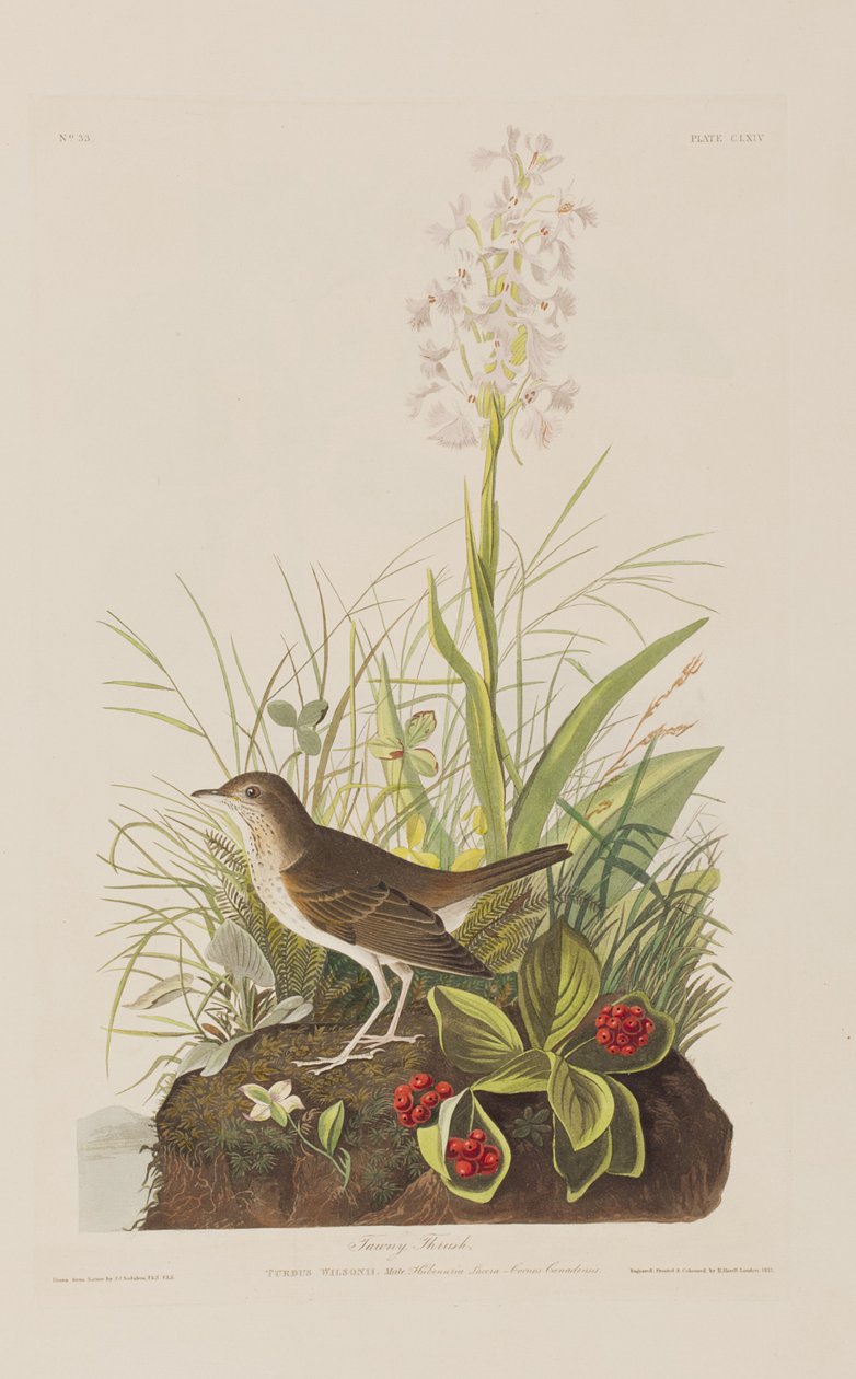Illusztráció a "Birds of America"-ból alkotó: John James Audubon