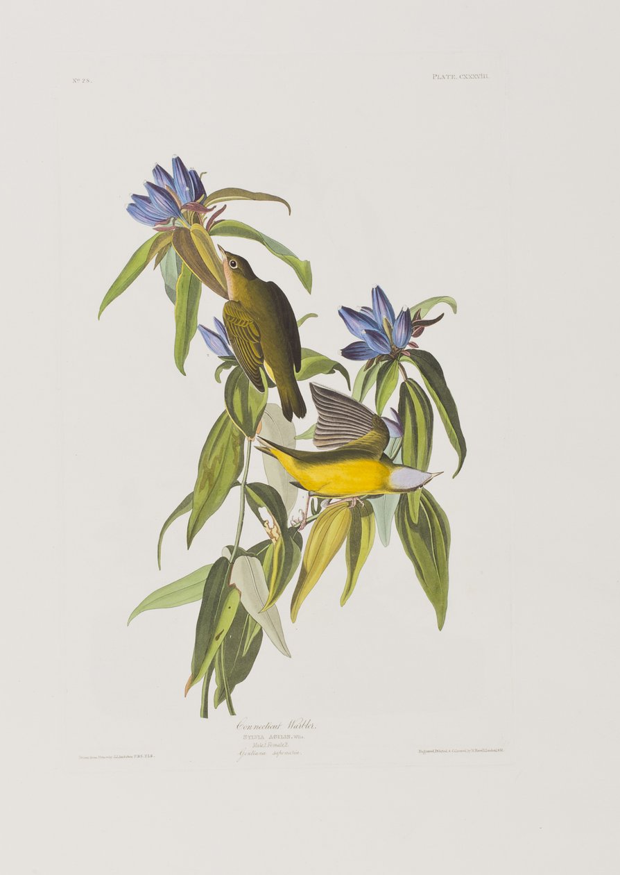 Illusztráció a "Birds of America"-ból alkotó: John James Audubon