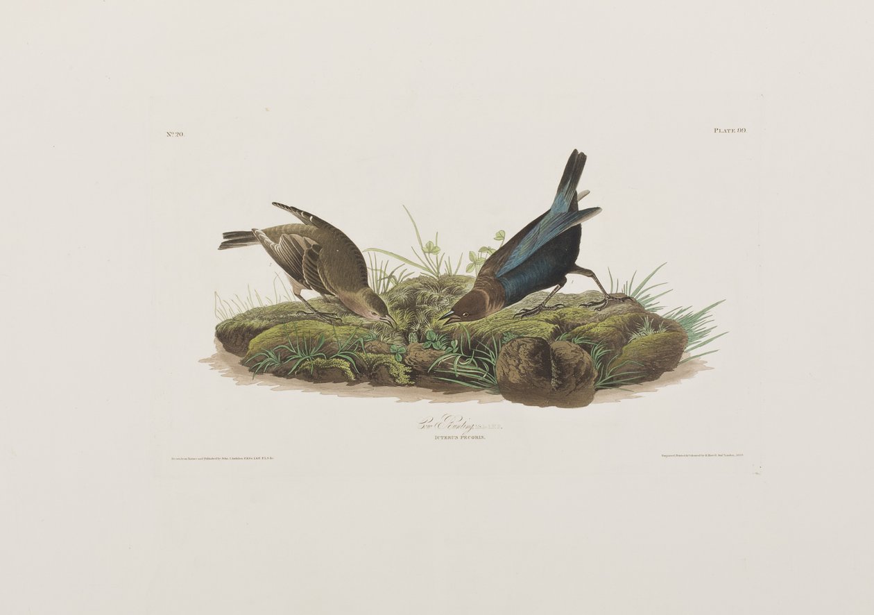 Illusztráció a "Birds of America"-ból alkotó: John James Audubon