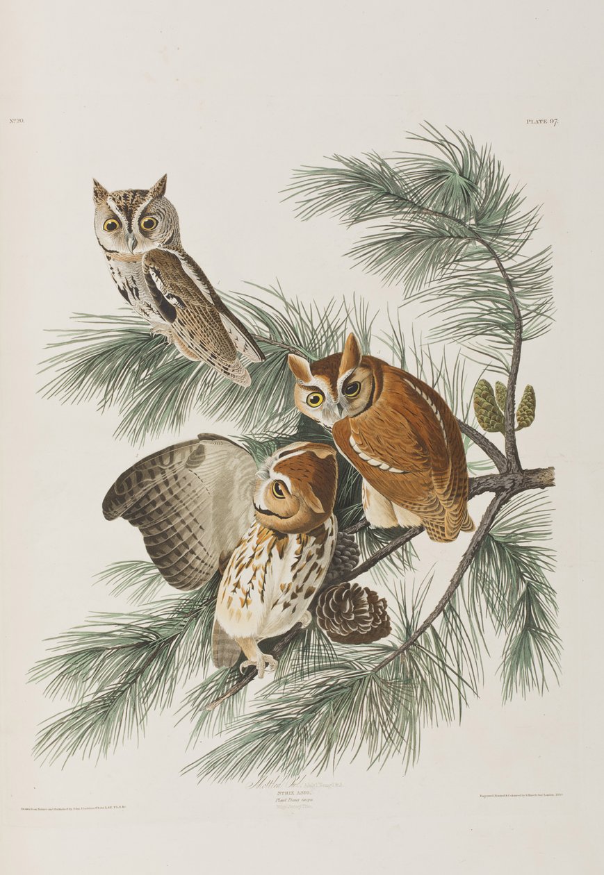 Illusztráció a "Birds of America"-ból alkotó: John James Audubon