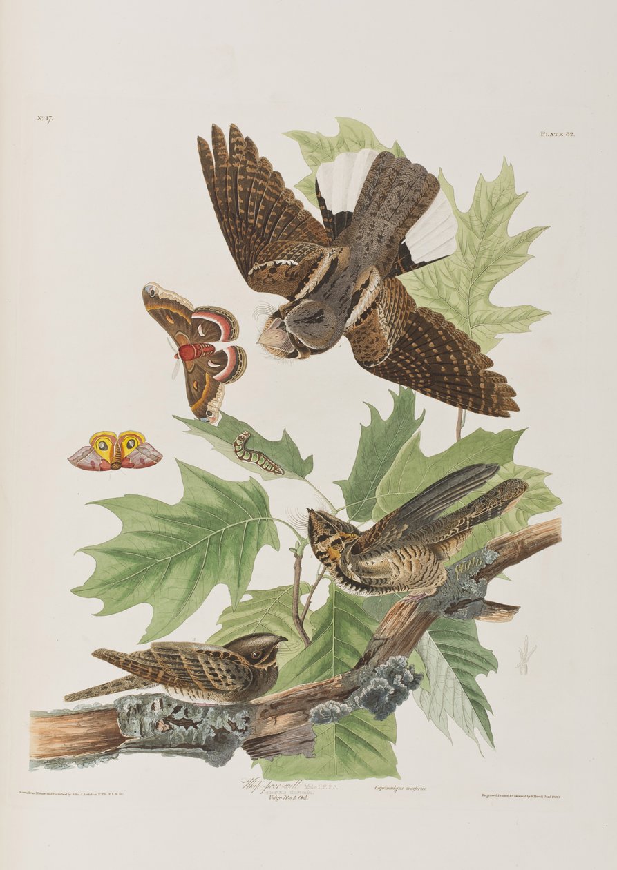 Illusztráció a "Birds of America"-ból alkotó: John James Audubon