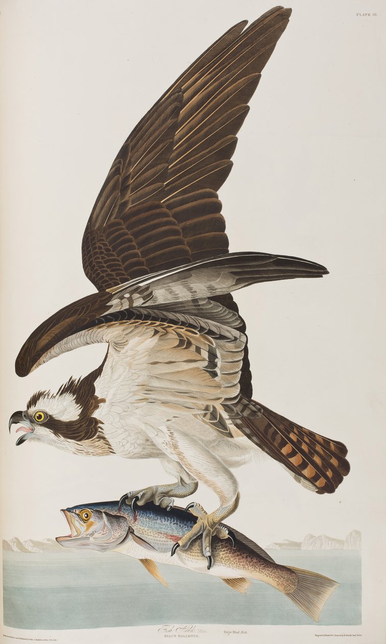 Illusztráció a "Birds of America"-ból alkotó: John James Audubon