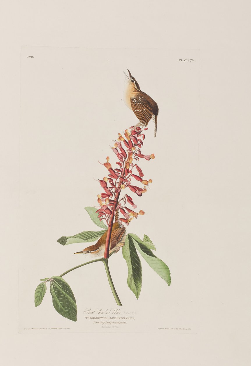 Illusztráció a "Birds of America"-ból alkotó: John James Audubon