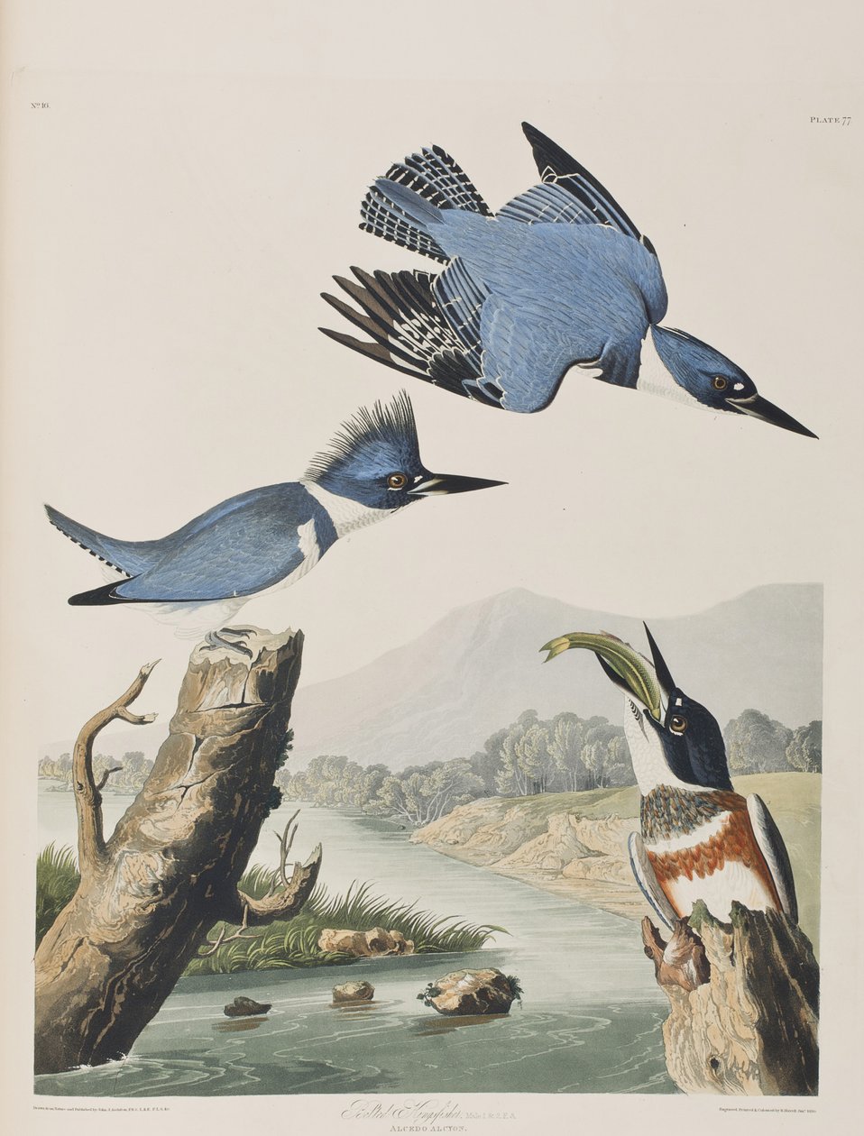 Illusztráció a "Birds of America"-ból alkotó: John James Audubon