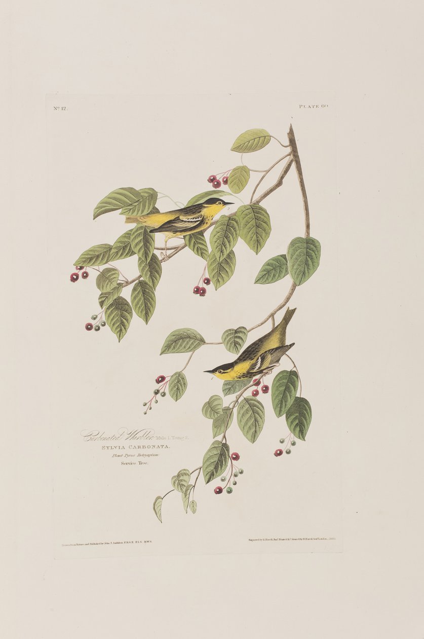 Illusztráció a "Birds of America"-ból alkotó: John James Audubon