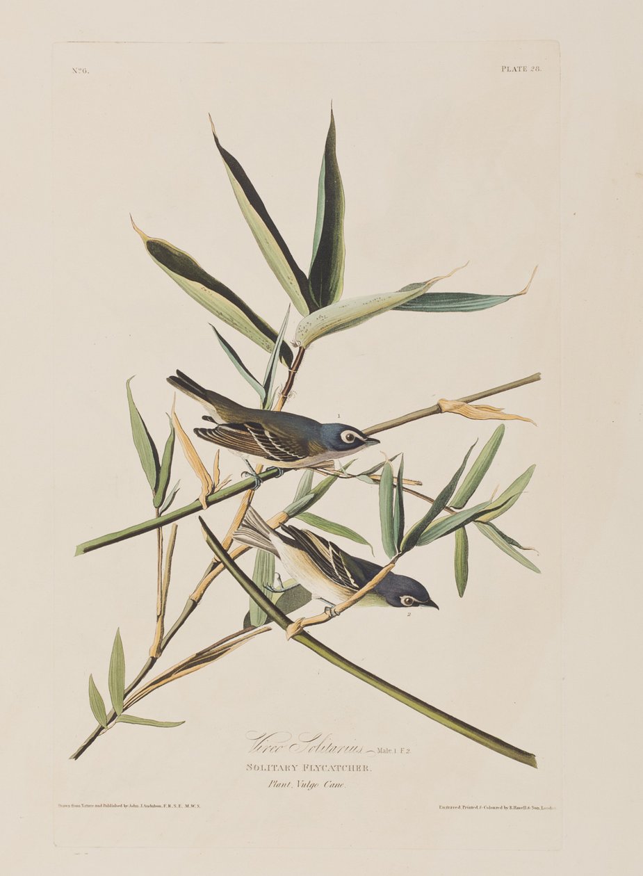 Illusztráció a "Birds of America"-ból alkotó: John James Audubon