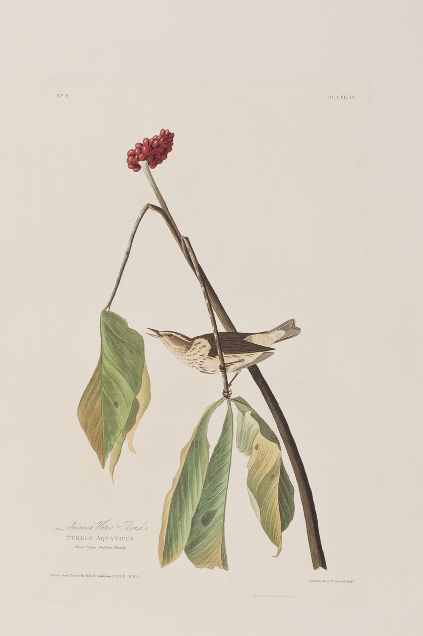 Illusztráció a "Birds of America"-ból alkotó: John James Audubon