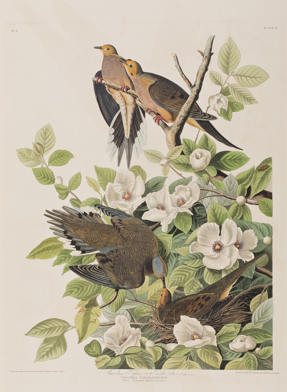 Illusztráció a "Birds of America"-ból alkotó: John James Audubon