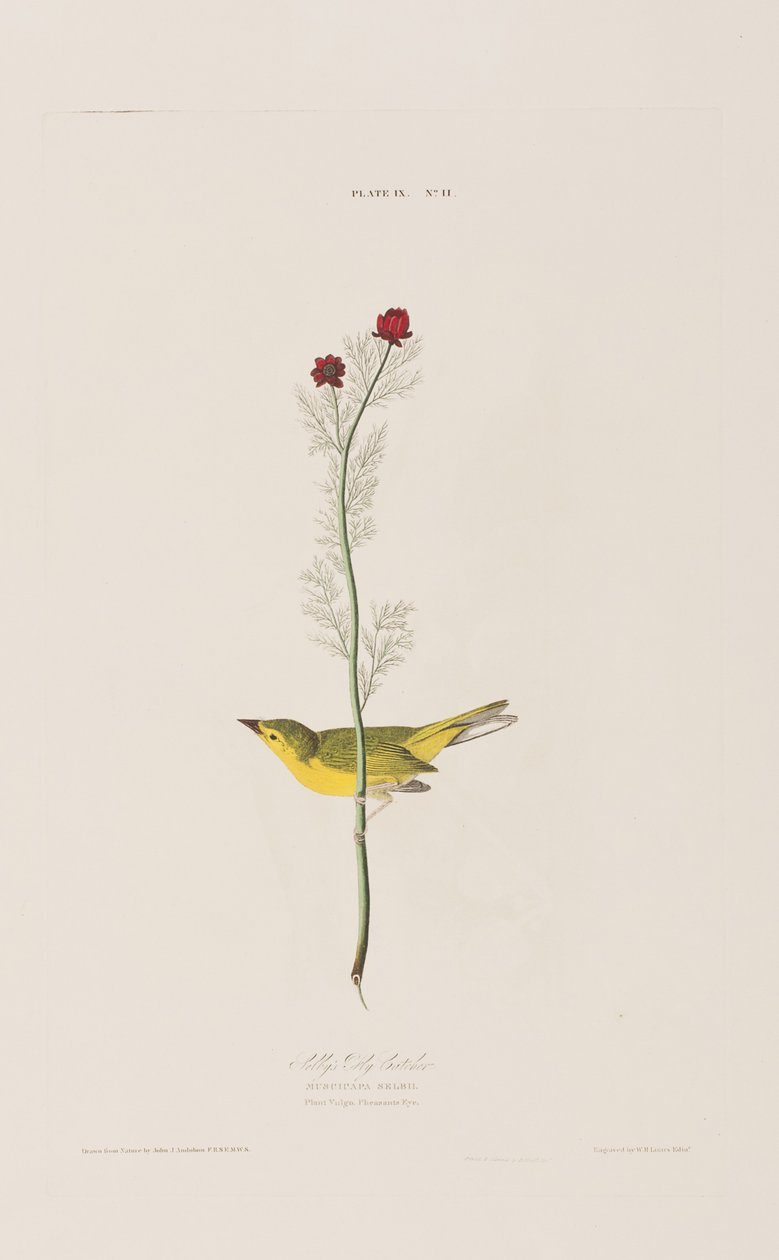 Illusztráció a "Birds of America"-ból alkotó: John James Audubon