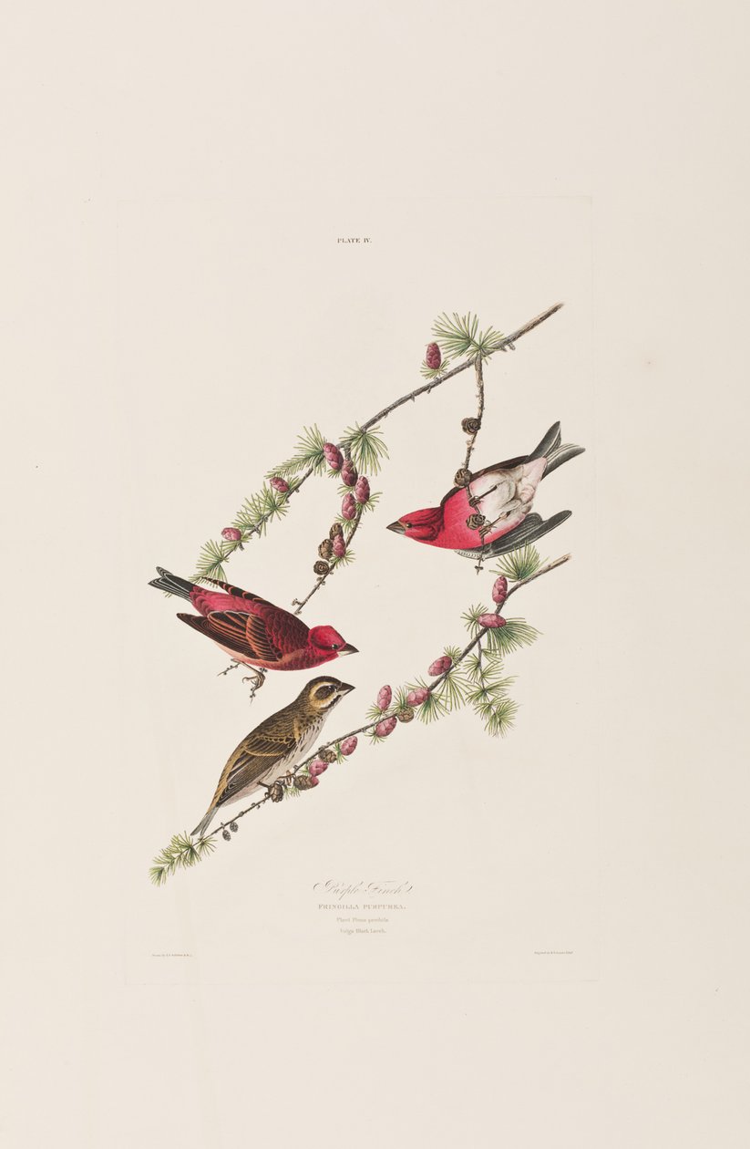 Illusztráció a "Birds of America"-ból alkotó: John James Audubon