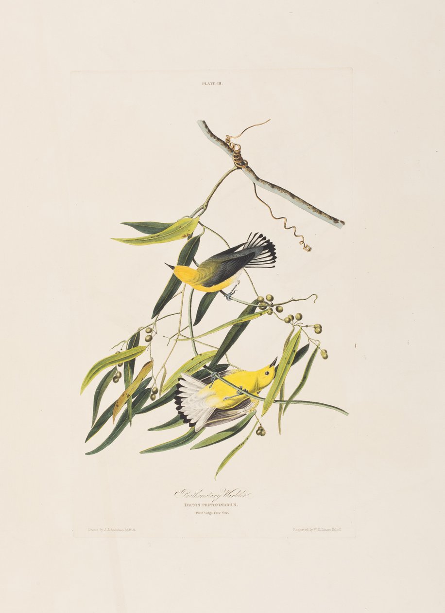 Illusztráció a "Birds of America"-ból alkotó: John James Audubon