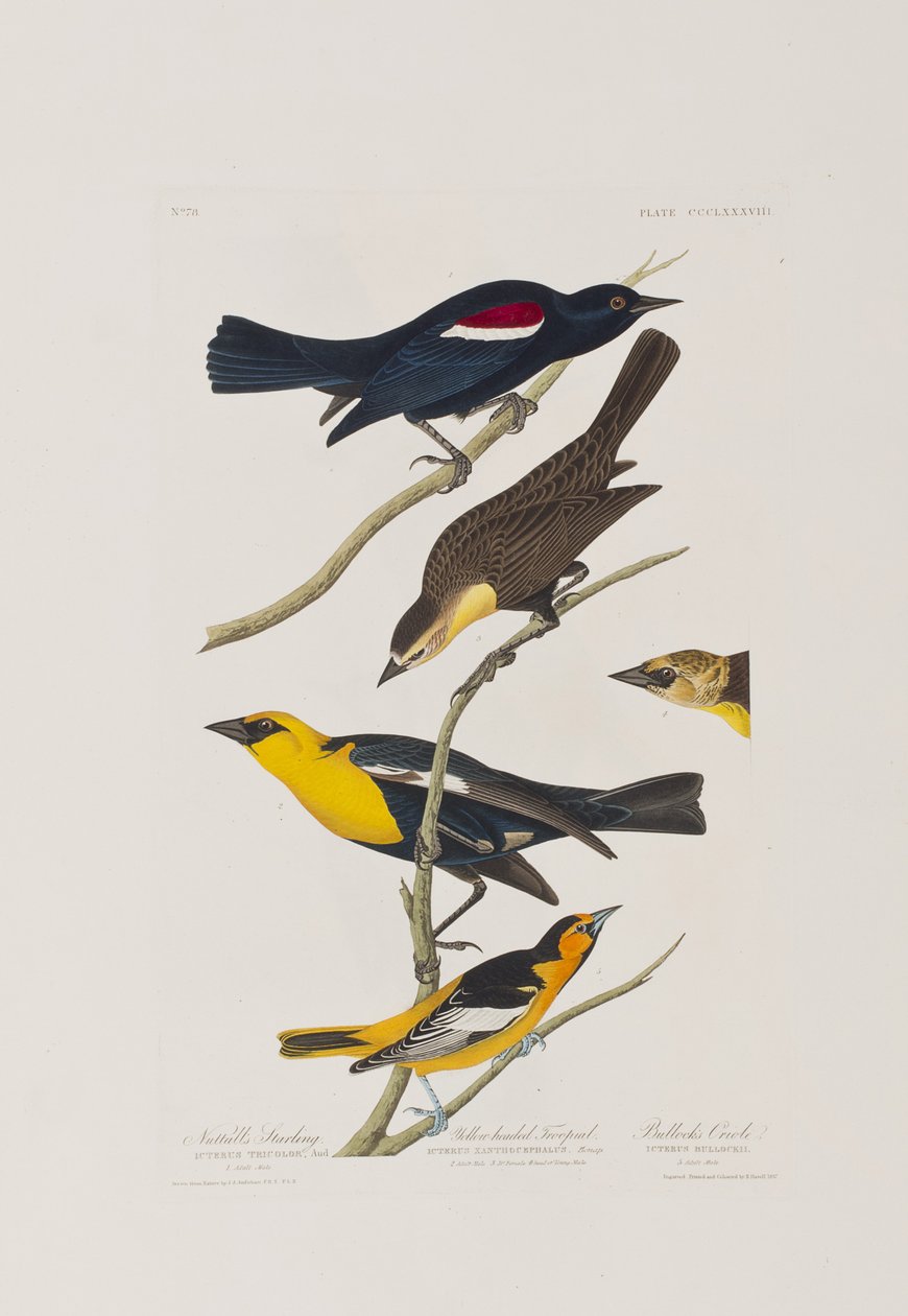 Illusztráció a "Birds of America"-ból alkotó: John James Audubon