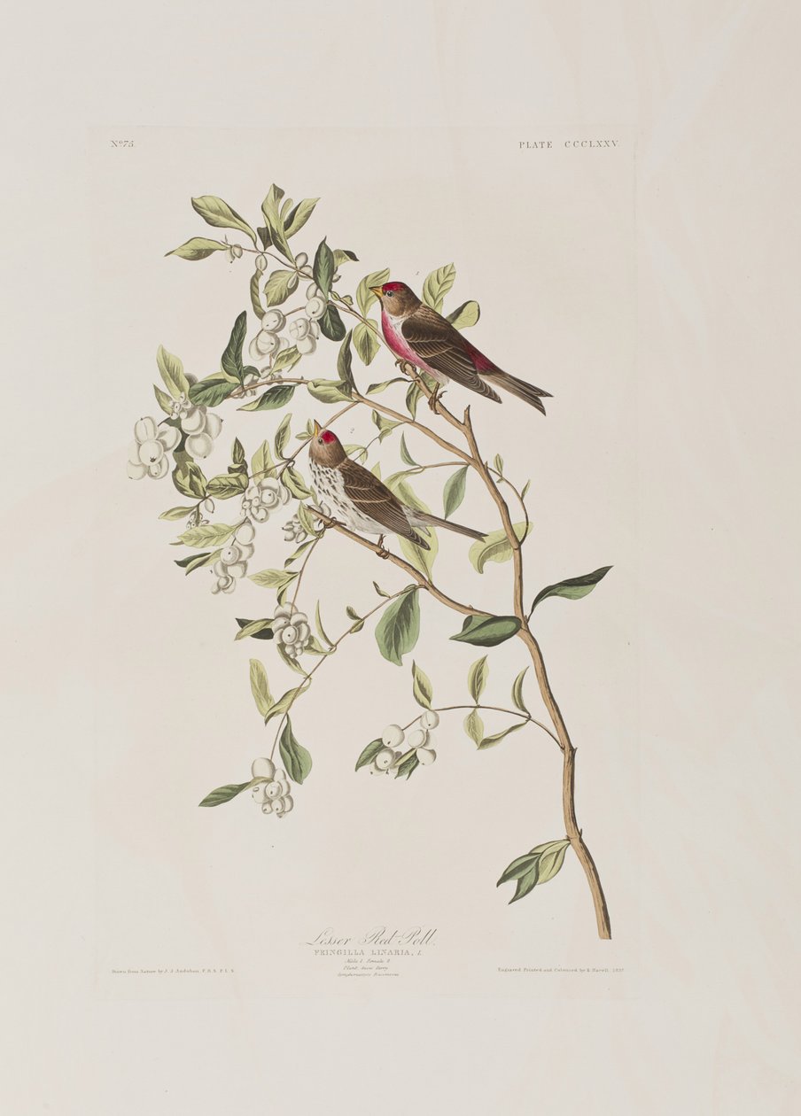 Illusztráció a "Birds of America"-ból alkotó: John James Audubon