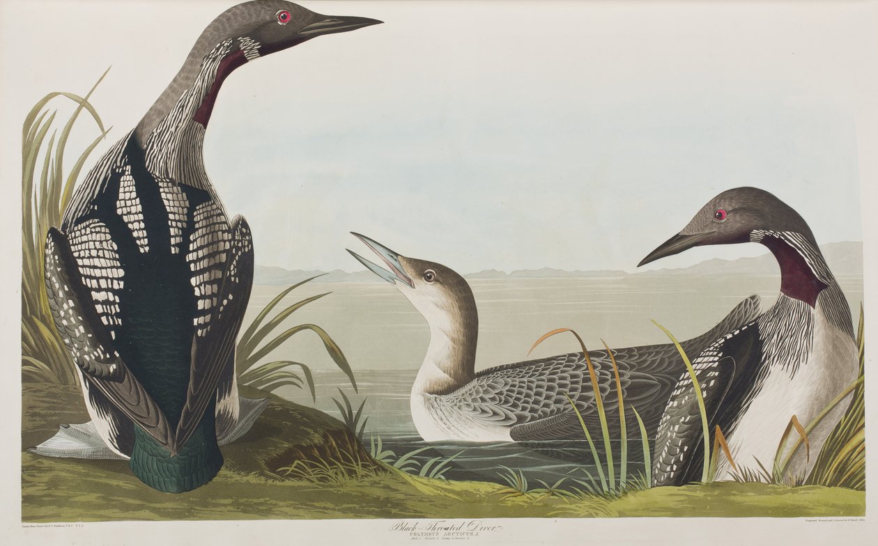 Illusztráció a "Birds of America"-ból alkotó: John James Audubon