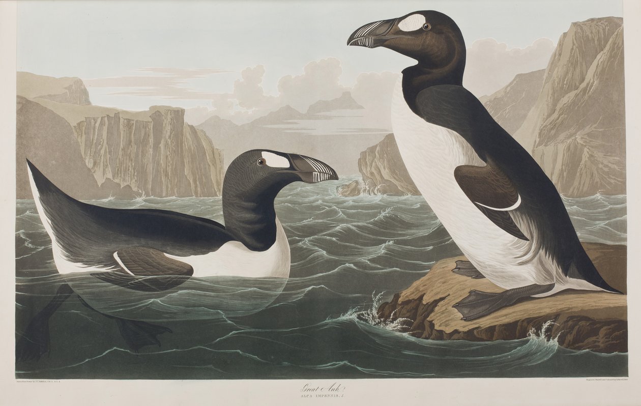 Illusztráció a "Birds of America"-ból alkotó: John James Audubon