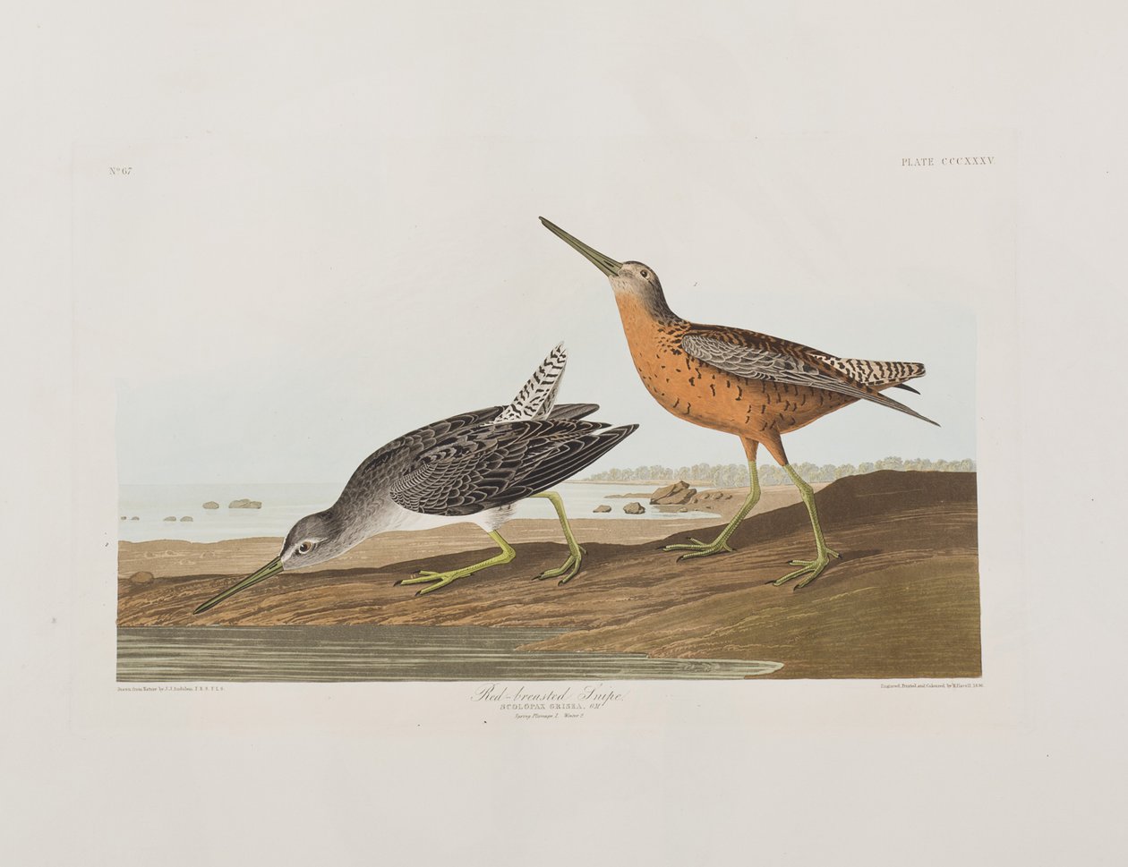 Illusztráció a "Birds of America"-ból alkotó: John James Audubon