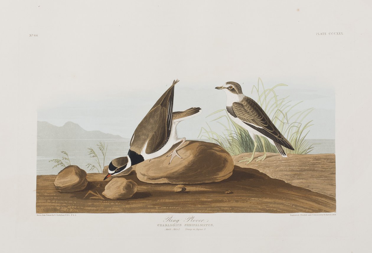 Illusztráció a "Birds of America"-ból alkotó: John James Audubon