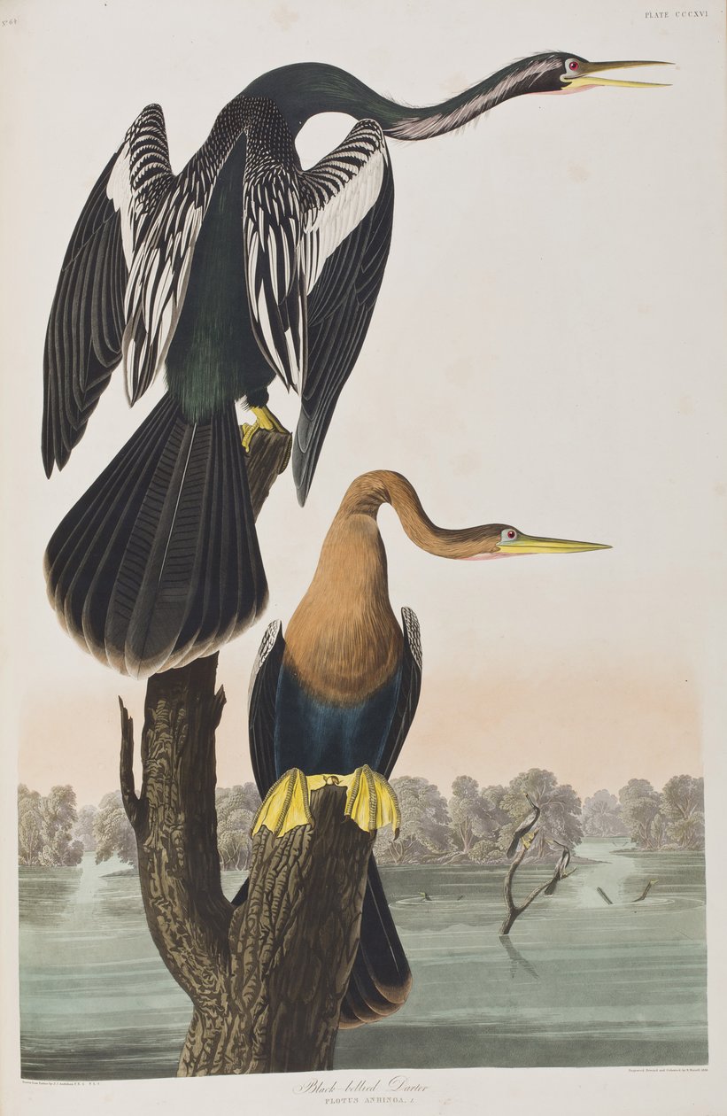 Illusztráció a "Birds of America"-ból alkotó: John James Audubon